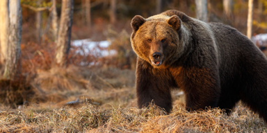 Familie isst B&auml;ren-Kebab und bekommt Gehirnw&uuml;rmer