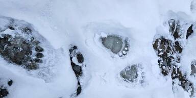 Ein J&auml;ger entdeckte die B&auml;renspuren im Schnee.