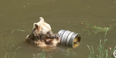 B&auml;renwald ohne BB (2).png