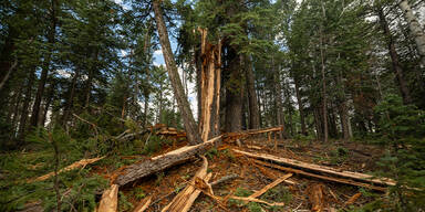 Schock-Studie enthüllt: Blitze zerstören rund 320 Millionen Bäume pro Jahr