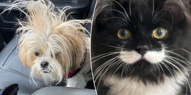 Hund oder Katze? Kleinstadt wählt tierischen Bürgermeister