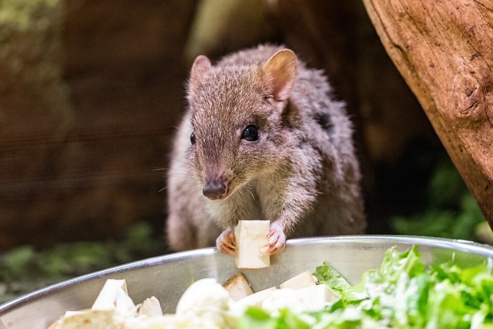 Süßer Nachwuchs bei Bürstenschwanz-Rattenkängurus