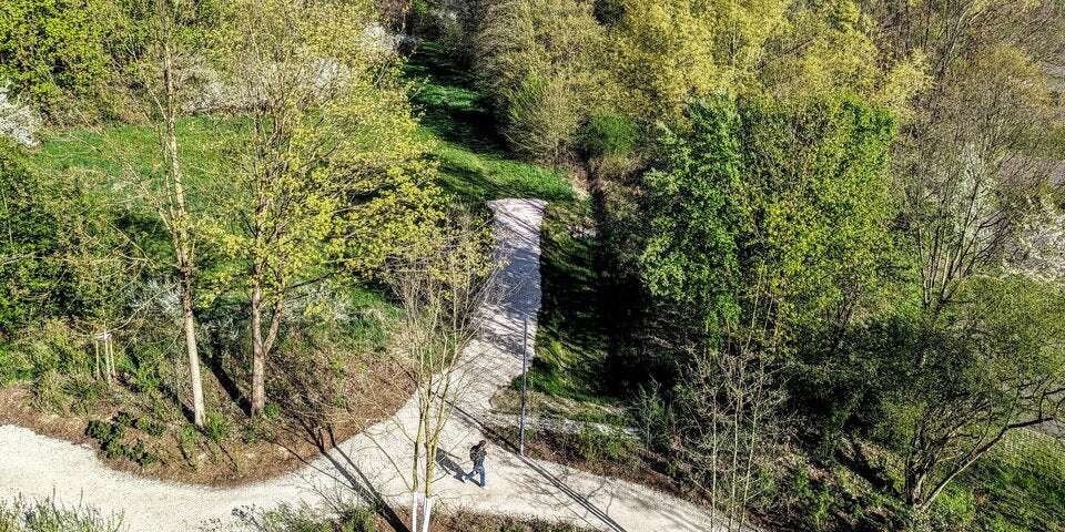 Bäume sollen für Digital-Uni weichen