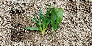 B&auml;rlauch und Herbstzeitlose