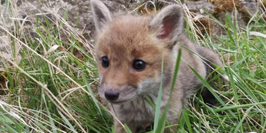 Baby-Fuchs gerettet ohne BB (1).png