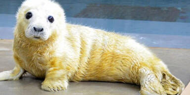 Baby-Robbe Zoo Washington