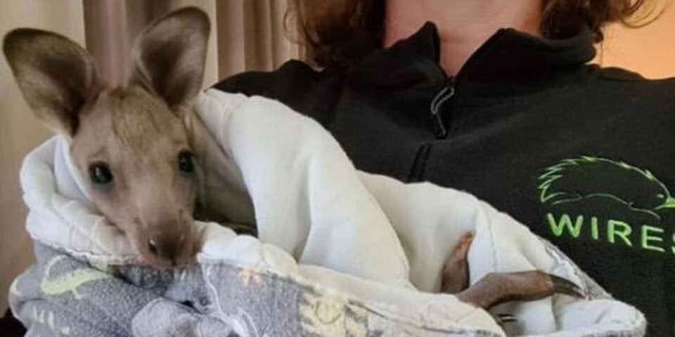 Teenager prügeln 14 Kängurus tot