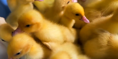 Babyenten 1.PNG