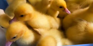 16 Entenbabys vor Tierschutzhaus aufgefunden