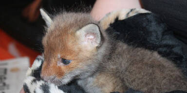Fuchs-Baby in Wohnpark entdeckt