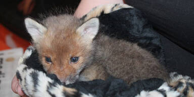 Fuchs-Baby in Wohnpark entdeckt