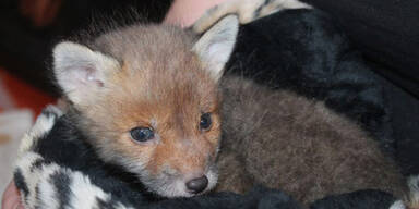Fuchs-Baby in Wohnpark entdeckt