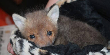 Fuchs-Baby in Wohnpark entdeckt