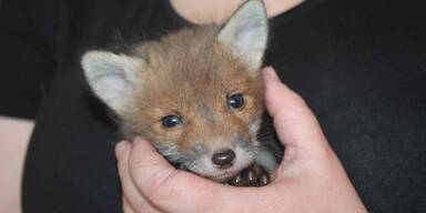 Fuchs-Baby in Wohnpark entdeckt