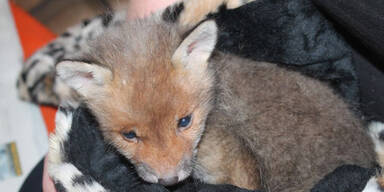 Fuchs-Baby in Wohnpark entdeckt