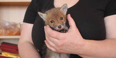 Fuchs-Baby in Wohnpark entdeckt