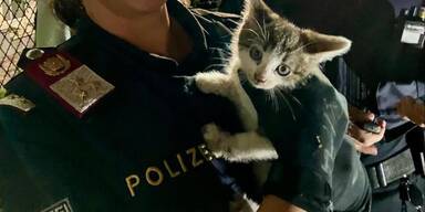 Baby Katze aus Auto gerettet