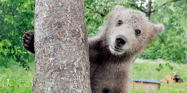 Braunb&auml;r B&auml;renjunges B&auml;renbaby  [610x305]