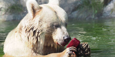 Krebs-Drama um beliebte Bärin