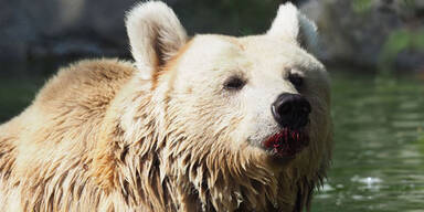 Krebs-Drama um beliebte Bärin