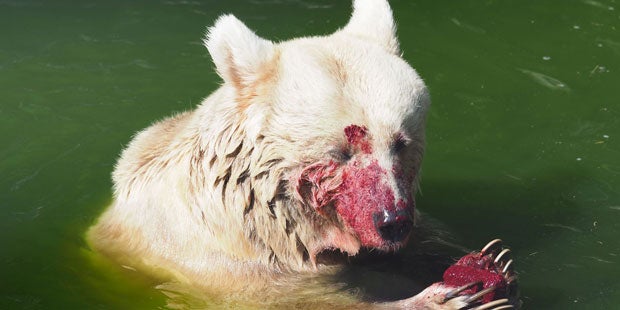 Krebs-Drama um beliebte Bärin