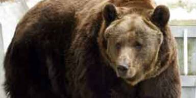 Baer