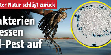 Bakterien fressen Öllteppich auf