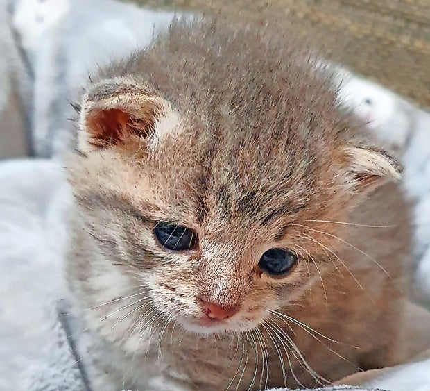 Süßes Kätzchen-Trio aus Misthaufen gerettet