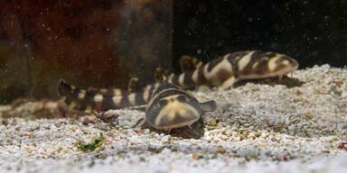 Hai-Babys schl&uuml;pfen im Haus des Meeres