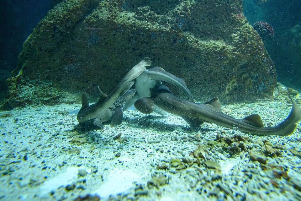 Die Bambushaie bei der Paarung, die für uns Menschen oft etwas ruppig aussieht. 