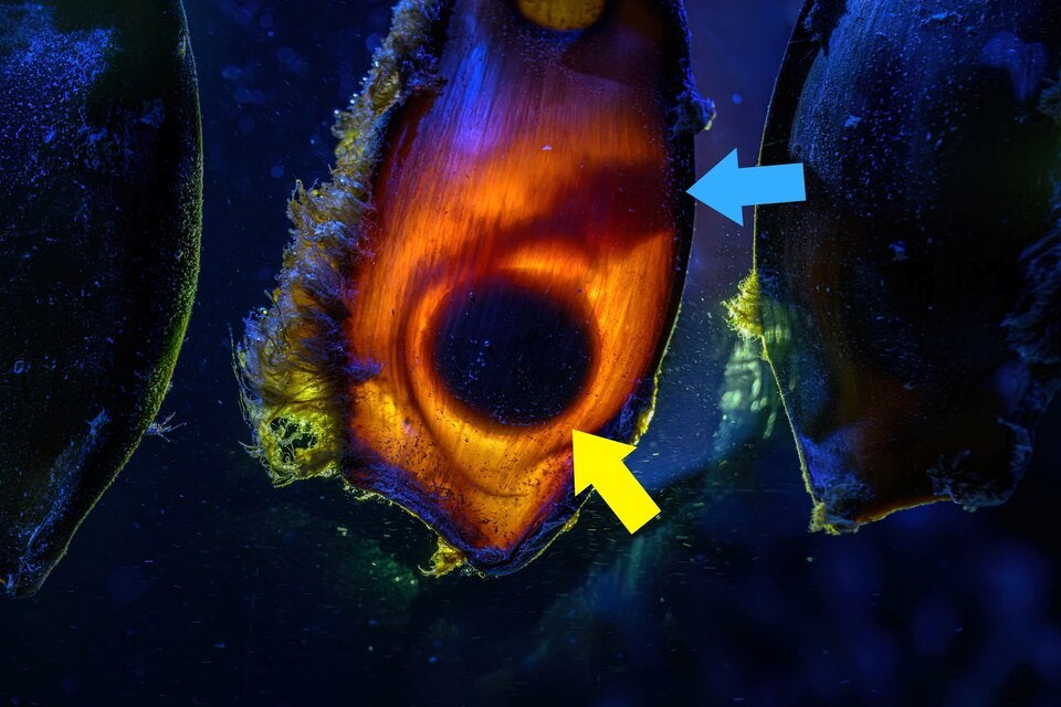 Im Inneren der Bambushai-Eier lassen sich der Dotter (gelber Pfeil) und der Embryo (blauer Pfeil markiert die Schnauzenspitze) gut erkennen.  