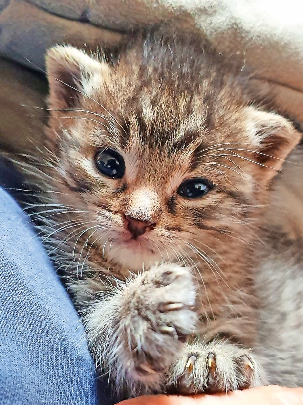 Süßes Kätzchen-Trio aus Misthaufen gerettet