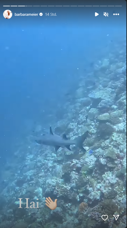 Barbara Meier sieht einen Hai