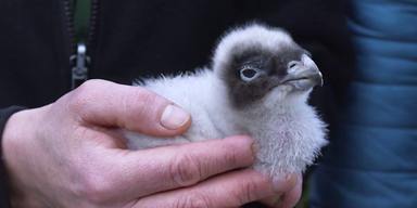 Bartgeier-K&uuml;ken in der Hand gehalten