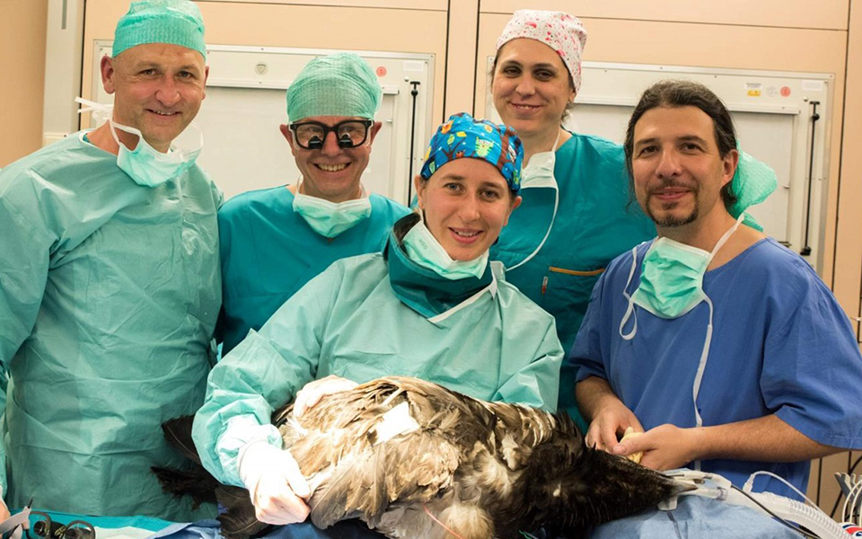 MedUni Wien-OP-Team, das Bartgeier Mia mit Bionik-Prothese versorgte