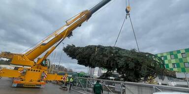 Christbaum am Residenzplatz steht