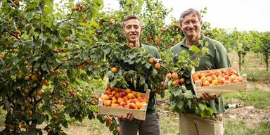Marillen-Haupternte in der Wachau startet heuer fr&uuml;her