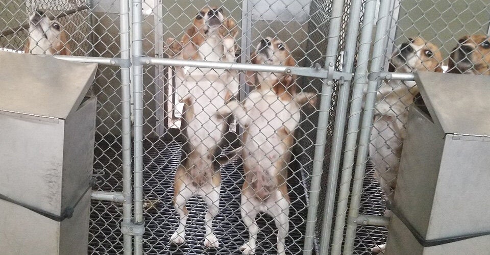 Beagle im Zwinger einer 