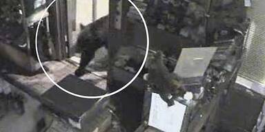 Schwarzb&auml;r pl&uuml;ndert Schokogesch&auml;ft