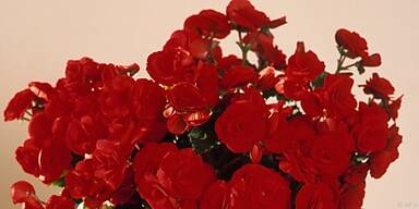 Begonienknollen &uuml;berwintern am besten im Keller