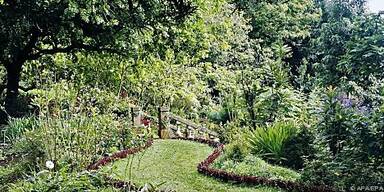 Bei K&auml;lte k&ouml;nnen die Pflanzen vertrocknen