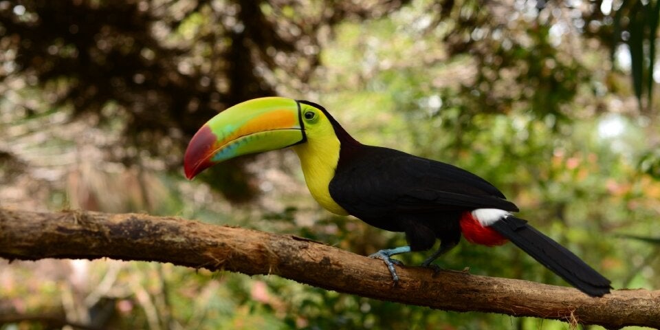 BelizeZoo-Keel-BilledToucan