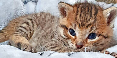 S&uuml;&szlig;es K&auml;tzchen-Trio aus Misthaufen gerettet