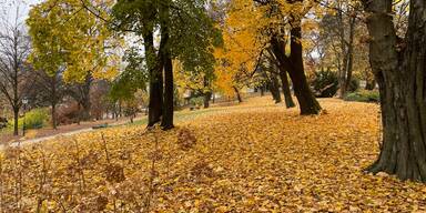 A26-Rodungen starten unter Polizeischutz – massive Kritik