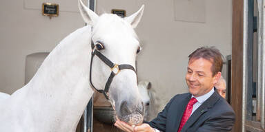 Lipizzaner