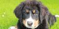 Berner Sennenhund Welpe