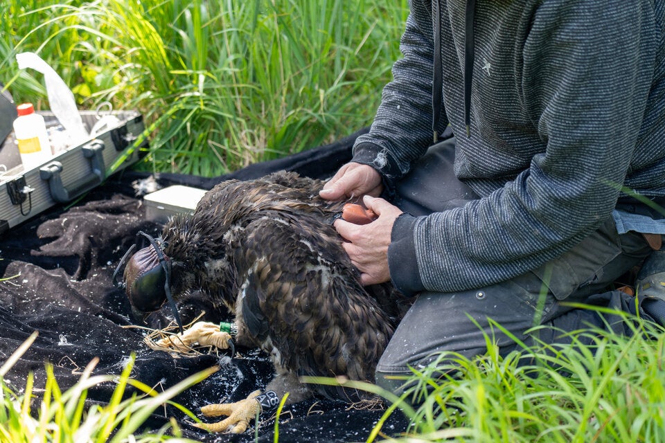 Zwei Jungadler wurden in Niederösterreich mit GPS-GSM-Sendern ausgestattet.