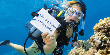 Sie kämpfen um den besten Job der Welt