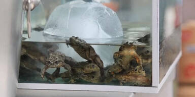 Eklig: Frosch-Cocktail f&uuml;r die Gesundheit!