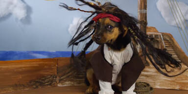 Hundewelpen im Disney-Gewand